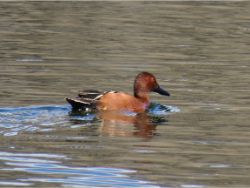 Cinnamon Teal